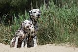 DALMATIEN 310